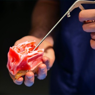 Fusetec ENT model used during hands-on training