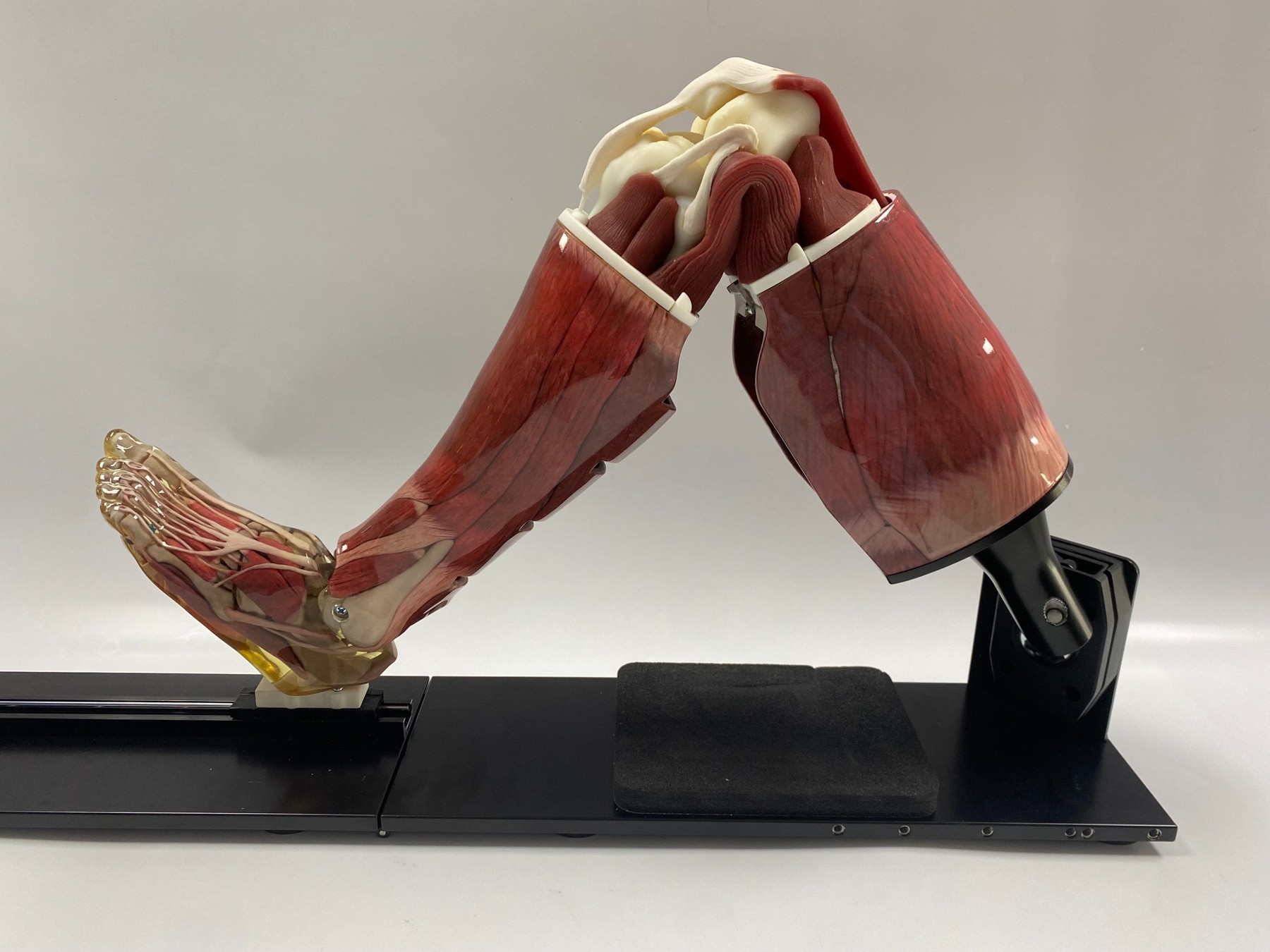 Fusetec orthopedic surgical training model