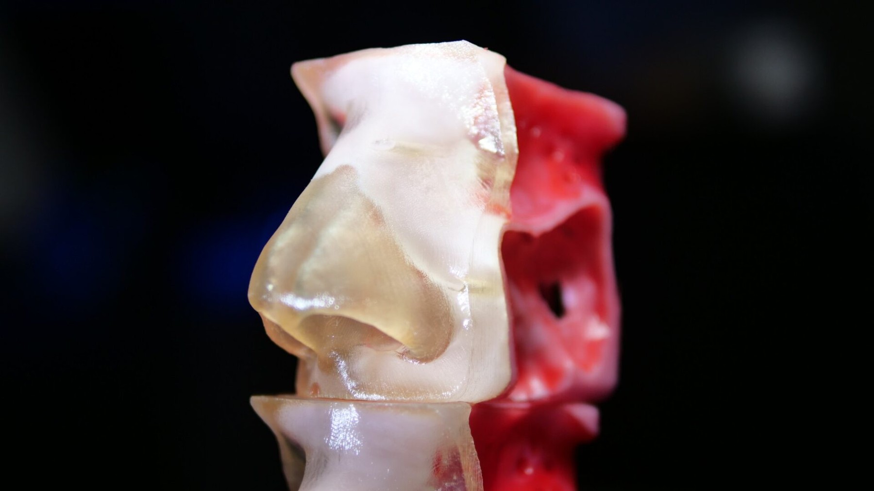 Fusetec sinus surgical training model